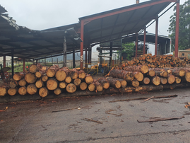 Akili Timber
