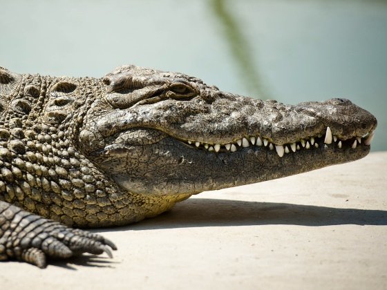 Alligator