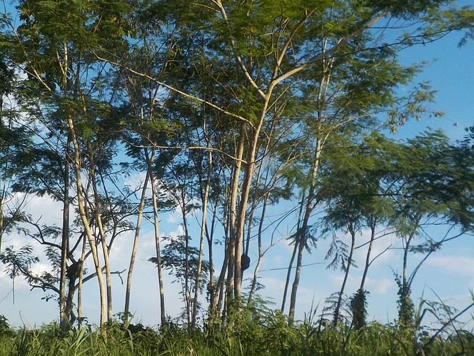 Amazon/Forrest