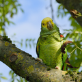 Amazon Parrot