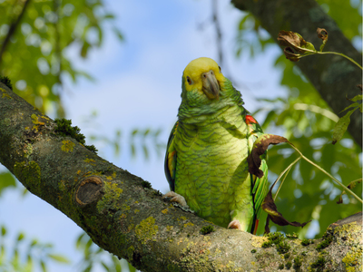 South Korea’s most wanted coffee-stealing parrot captured
