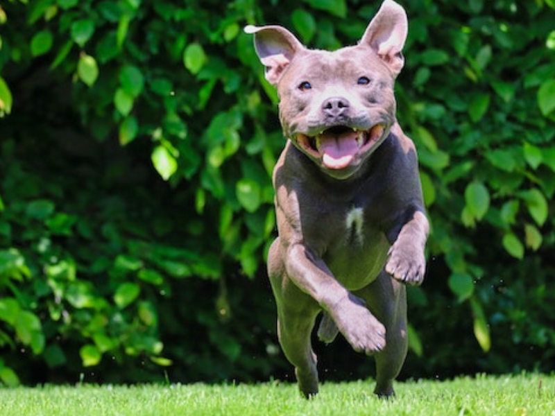 American pit bull terrier jumping on green grass