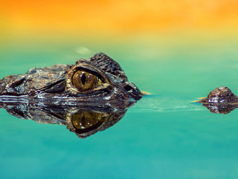 An amphibian animal close up
