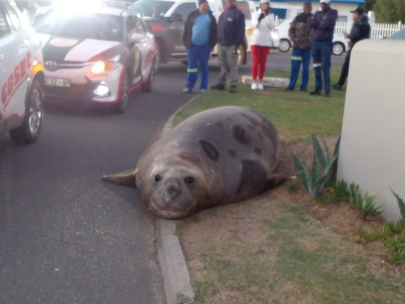 An elephant seal lying on the sidewalk in Cape Town suburb