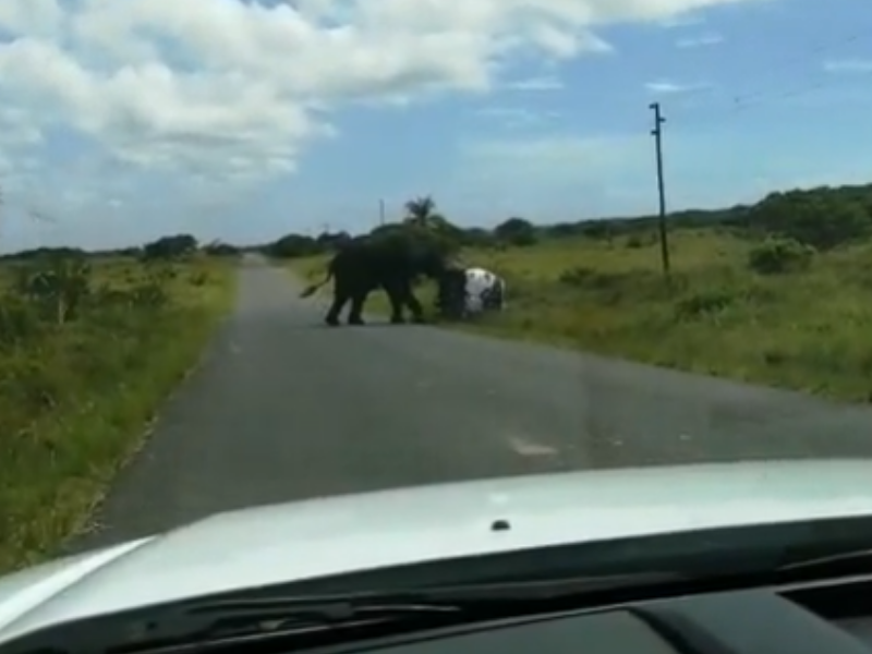 When an elephant turns your car over, who you gonna call?