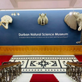 An inside view of the Durban Natural Science Museum