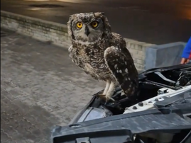 An owl sits on the open bonnet of a car at a petrol station
