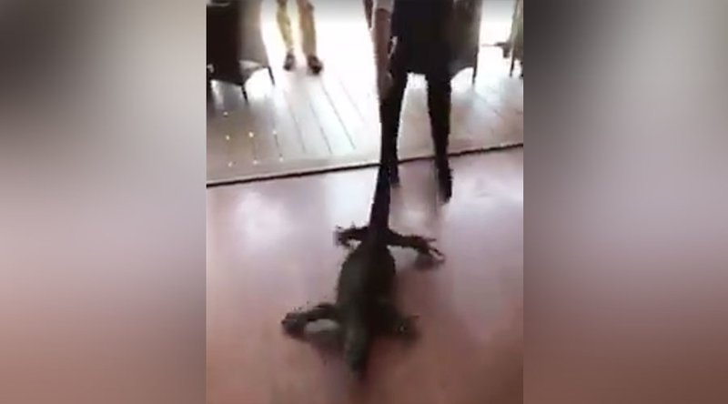 lizard dragging