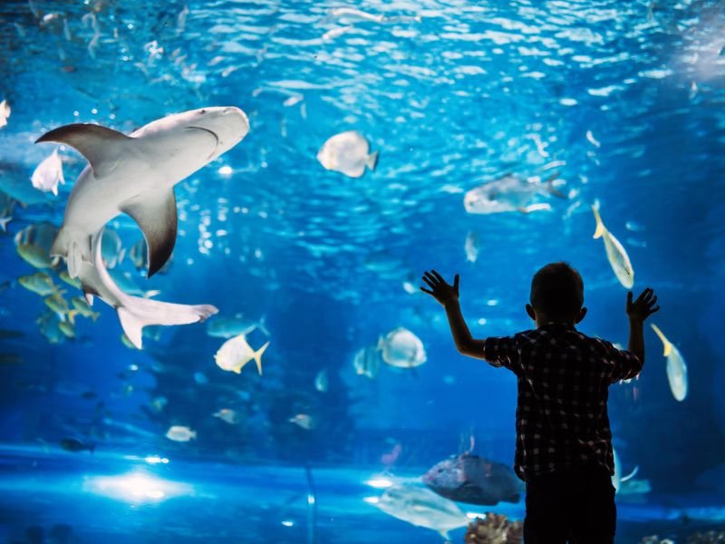 Aquarium