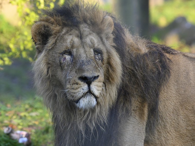 Lions in India test positive for COVID-19