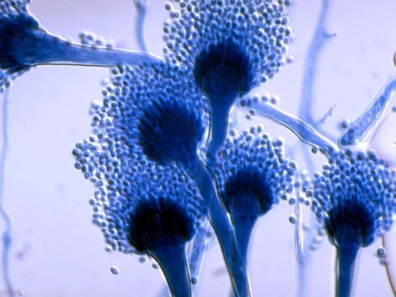 Aspergillus Fungi