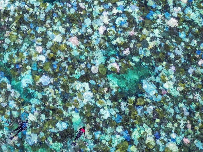 Australia's Great Barrier Reef hit by record bleaching