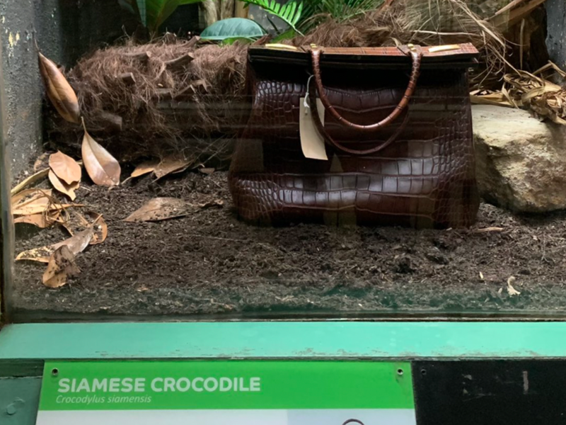 VIRAL: Crocodile skin handbag caged in a zoo terrifies on-lookers