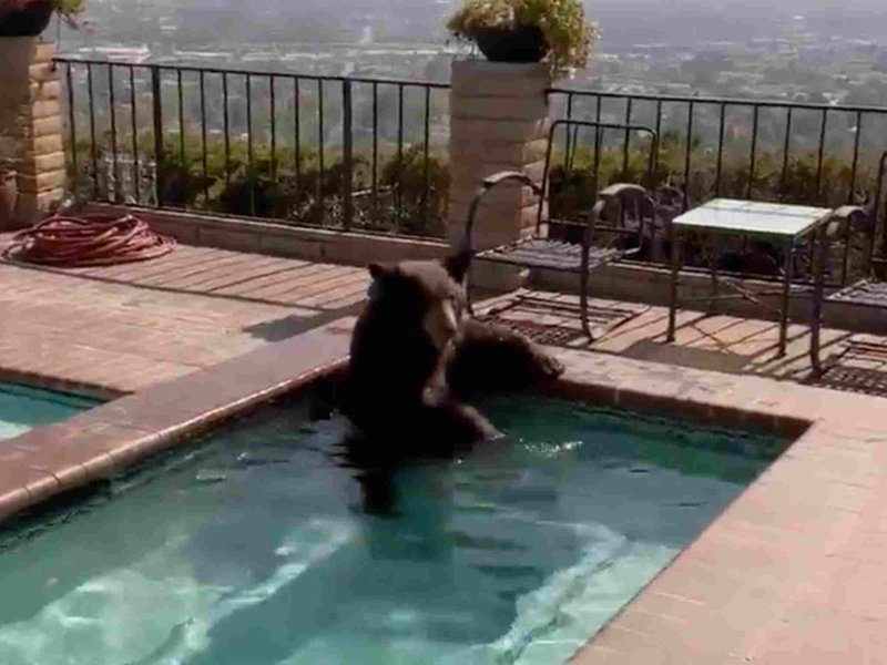 Bear in pool