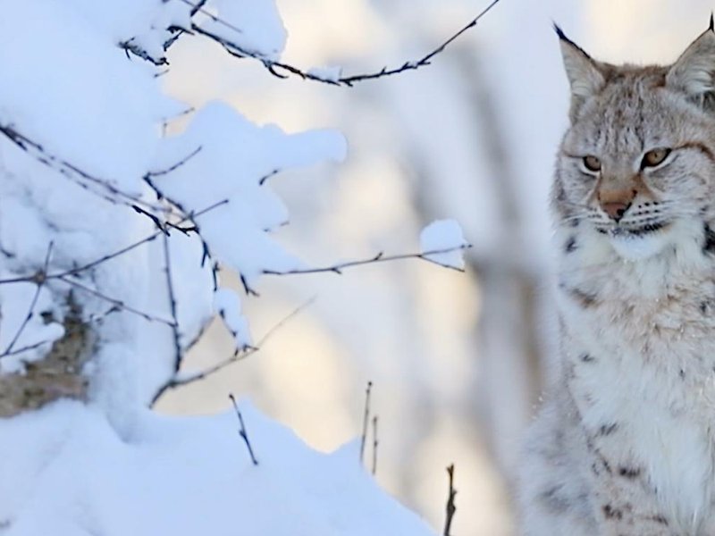 Eurasian Lynx