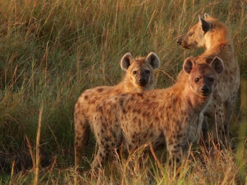 Female hyenas