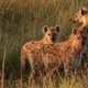 Female hyenas