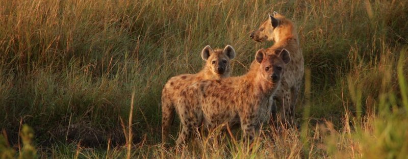 Female hyenas