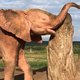 Albino elephant Khanyisa