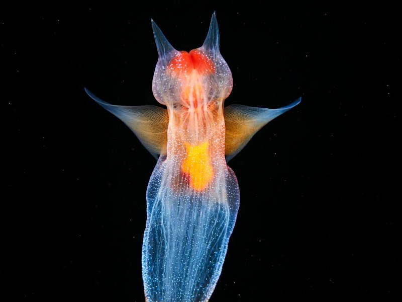 Sea Angels