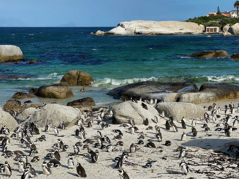BOULDERS BEACH PENGUINS