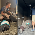 Baby rhinos saved in Kruger National Park
