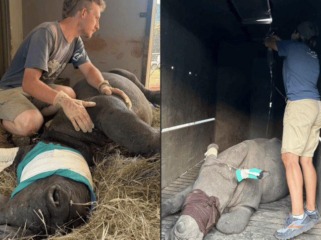 Baby rhinos saved in Kruger National Park