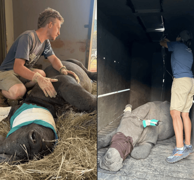 Baby rhinos saved in Kruger National Park