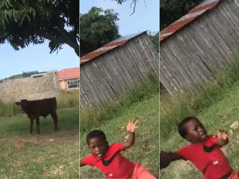 Little boy fearful of cow