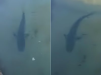Baby shark makes a splash at St Mike's tidal pool in South Coast - Vimarsana News