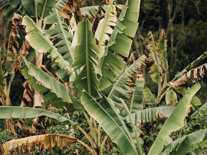 Banana trees in the bush