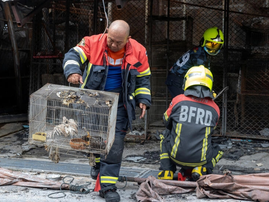 Animals killed as fire rips through Bangkok pet market