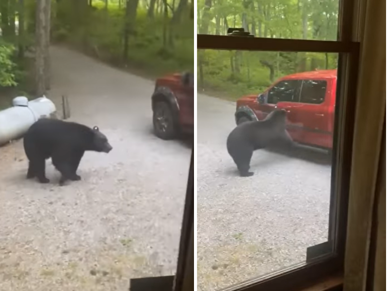 Bear going inside van in Tennessee