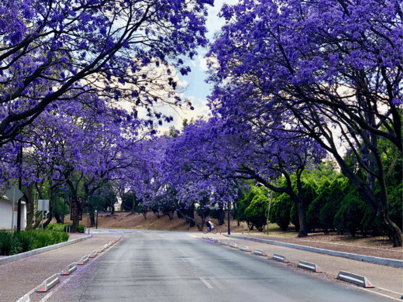 Beautiful purple jacaranda trees on city road