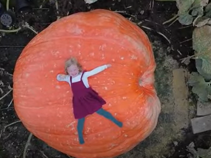 Large pumpkin