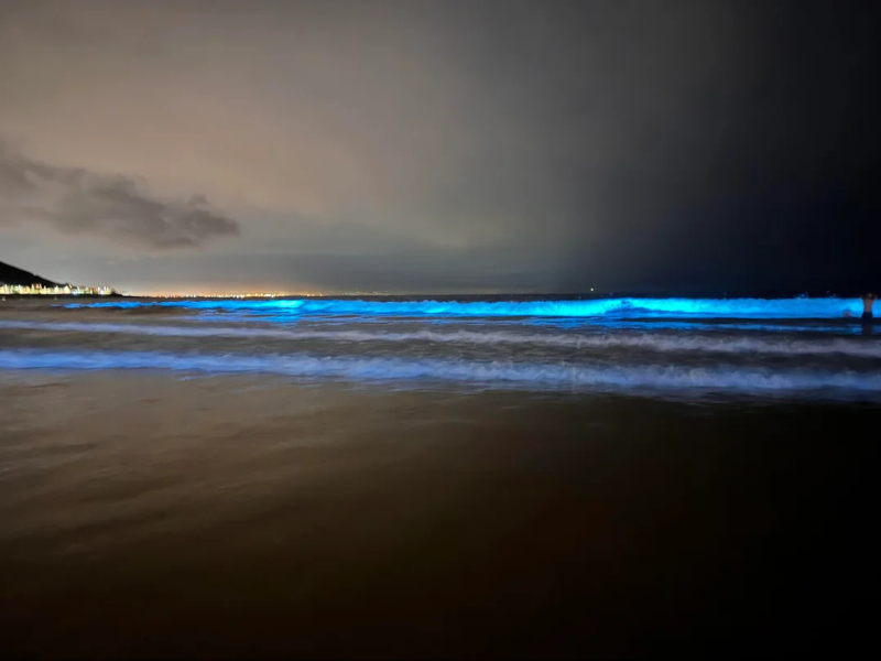 LOOK: Cape Town beaches glow blue thanks to natural wonder