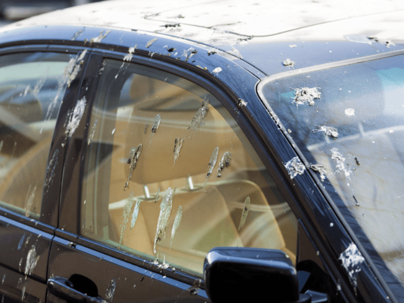 Bird droppings on a dark coloured car