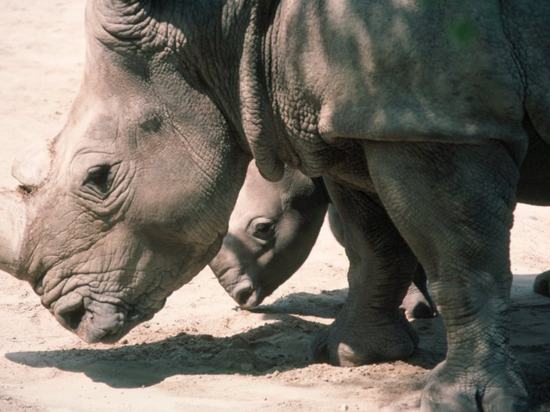 Rhino_wikimedia