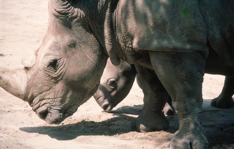 Rhino_wikimedia