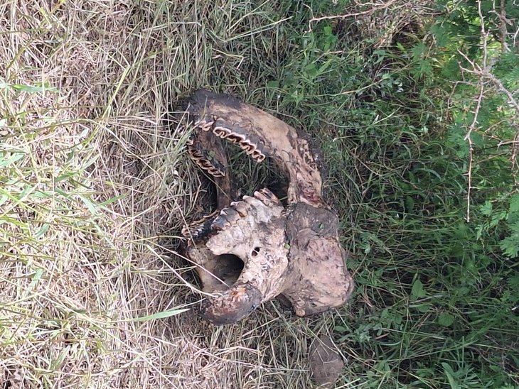 Black rhino poached 2