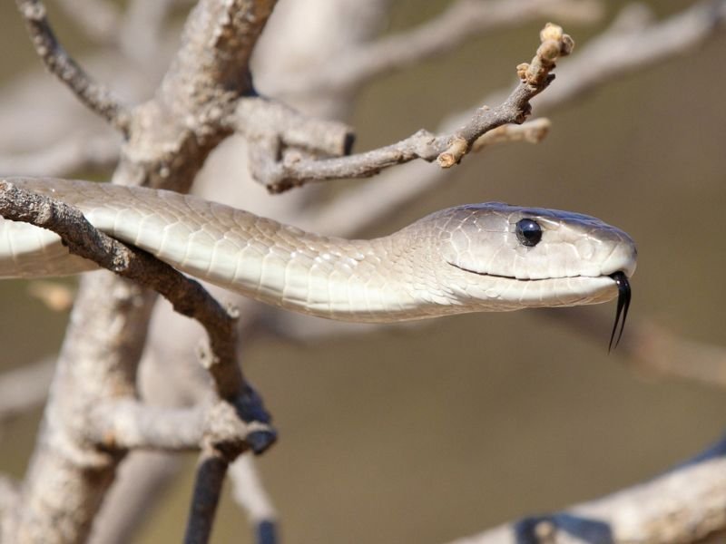 Black Mamba