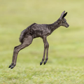 Black springbok Siya