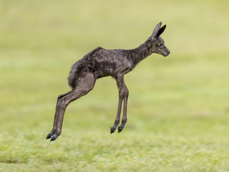 Black springbok Siya