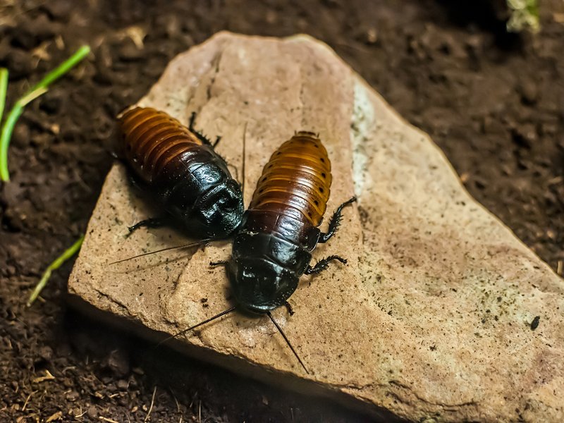 Cockroach