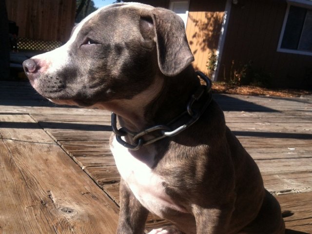 pitbull