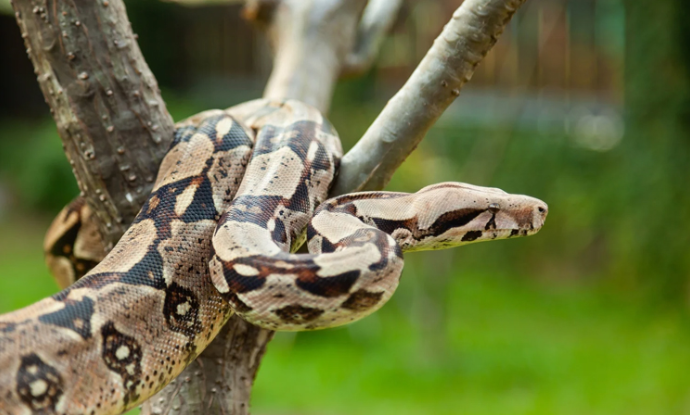 boa constrictor