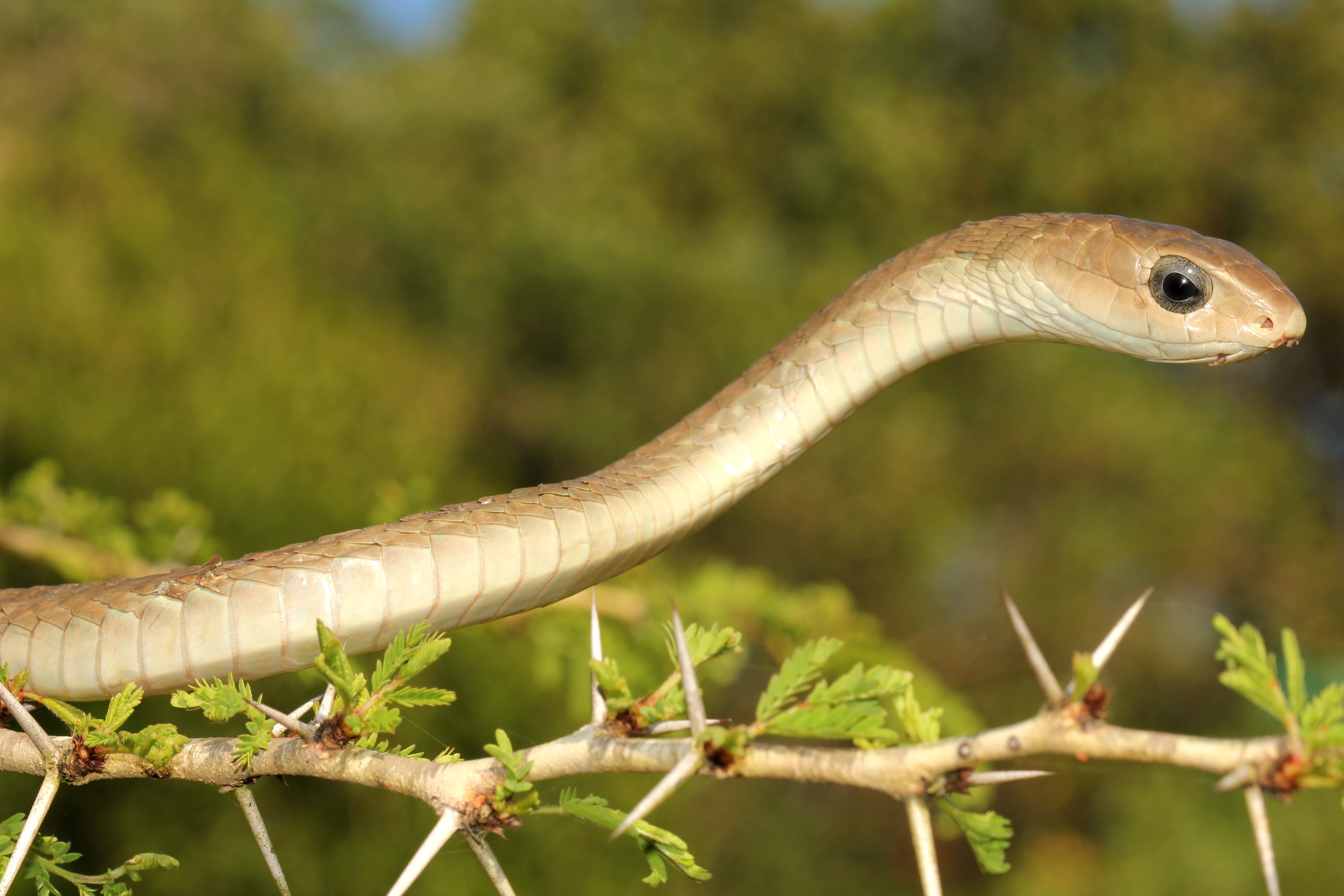 South Africa's most venomous snake!