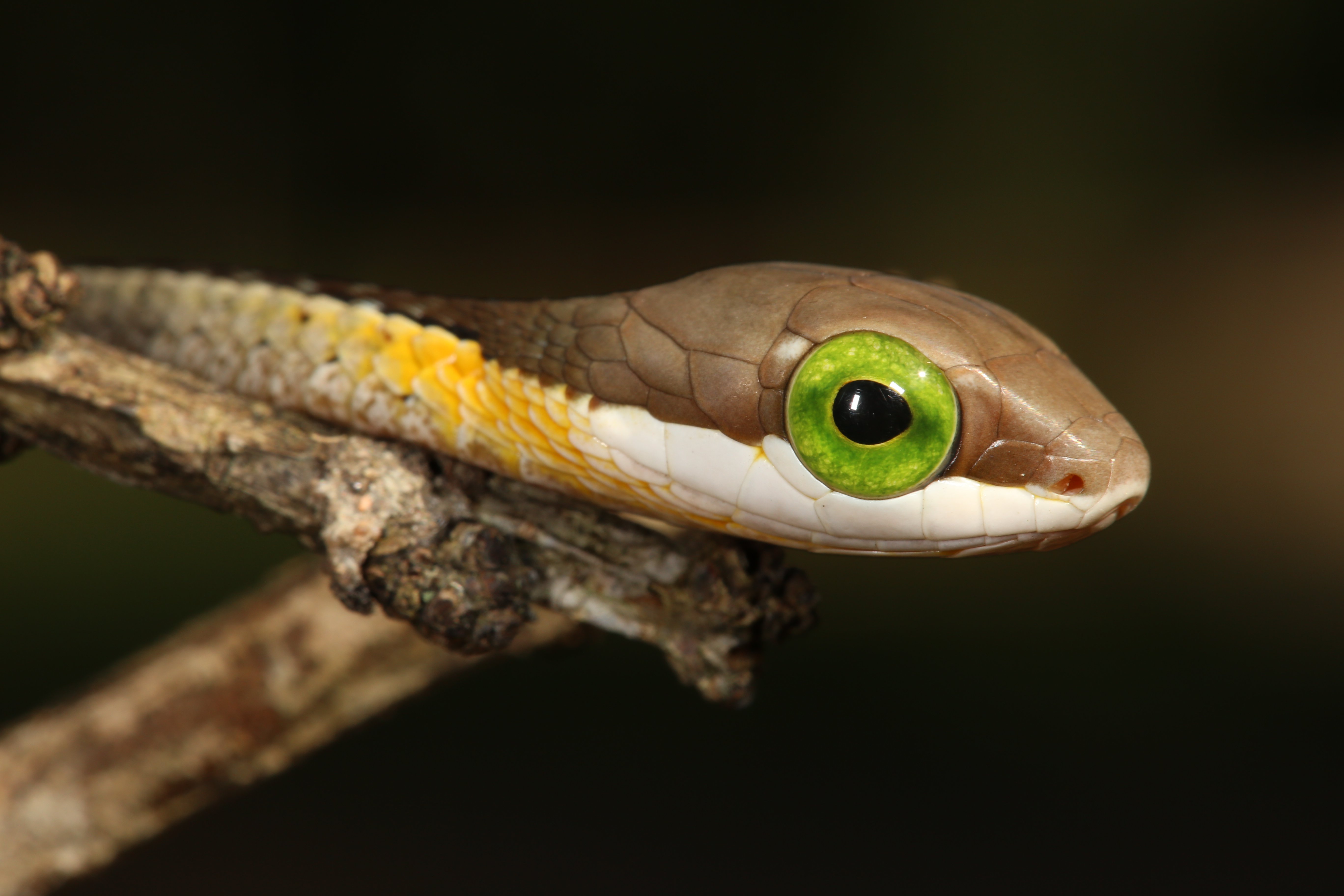 Boomslang juvenile