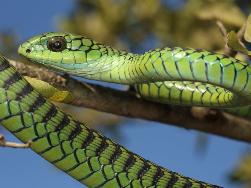 Boomslang male