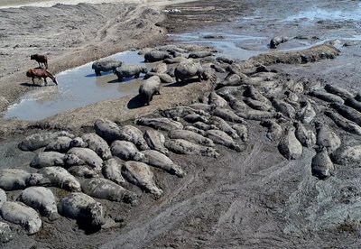 Herds of endangered hippos trapped in mud in drought-hit Botswana - Vimarsana News
